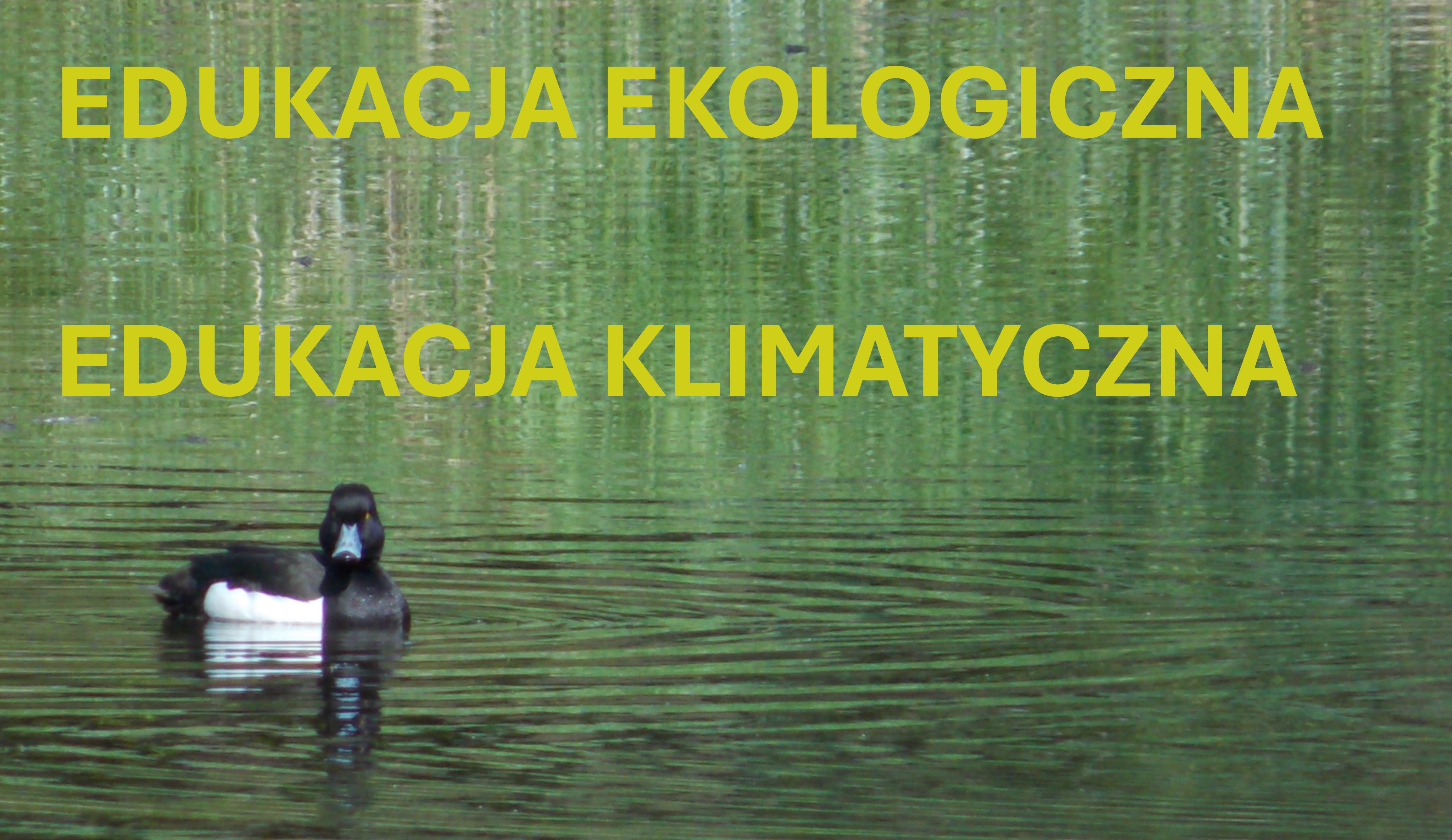 Zdjęcie do [OTWARTA] Sieć nauczycieli Edukacji Ekologicznej / Edukacji Klimatycznej